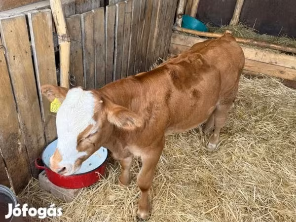 公牛, Simmental cattle