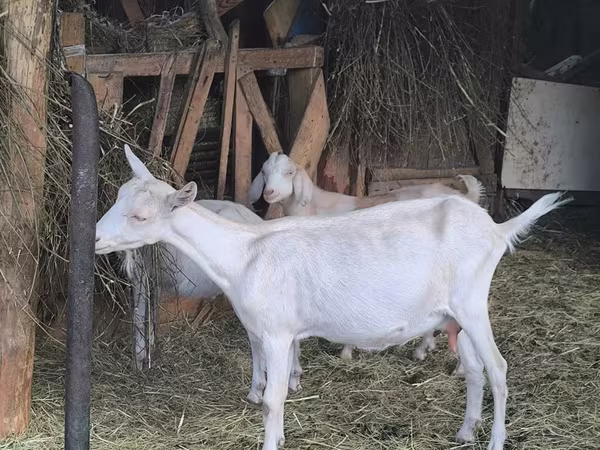 Chèvre, Alpine goat