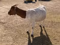 बकरी, Boer goat — फ़ोटो 3