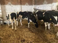 Krava, Russian Black pied cattle — fotografija 2
