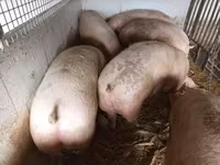 Pigs (batch, sex not specified) — photo 2