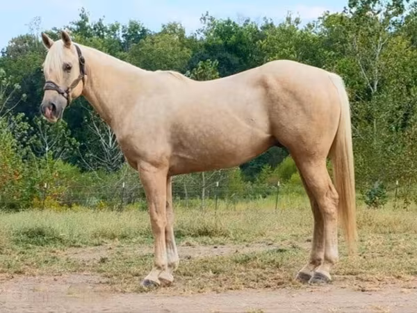 Pastuv, Quarter Horse