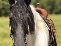 Kobila, Pinto horses — fotografija 5