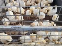 Turkeys — Foto 2