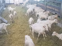 عنزة, Saanen goat — الصورة 5