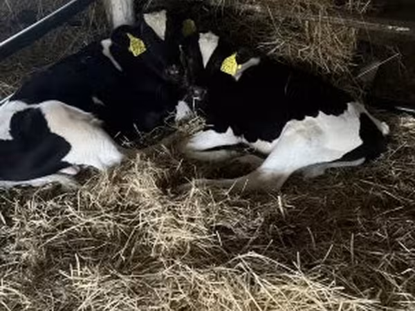 सांड, Russian Black pied cattle