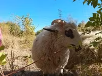 Baran, Racka sheep — zdjęcie 3