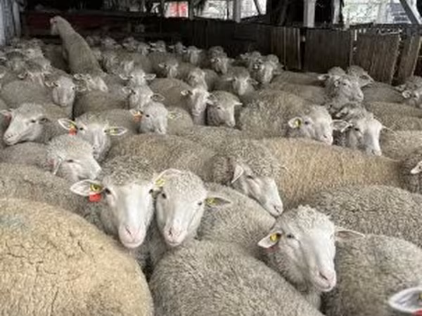 Вівці (партія, стать не вказано), Вівці — Угорщина