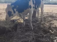 Bik, Russian Black pied cattle — fotografija 1