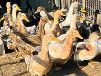 Ducks — zdjęcie 1