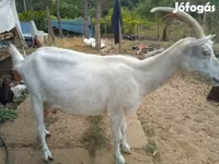 बकरा, Saanen goat — फ़ोटो 3