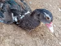 Ducks — zdjęcie 4