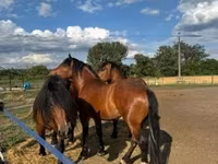 Égua, Cavalos — foto 5