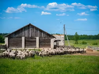 Ovan, Romanov sheep — fotografija 3