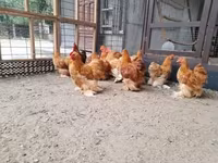 Pekin Bantam — zdjęcie 7