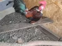 Chickens — الصورة 4