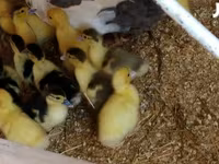 Ducks — fotografija 2