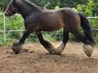 Caballo, Gypsy horse — foto 3