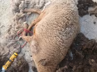 Moutons (lot, sexe non indiqué), Moutons — photo 1