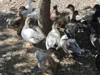 Ducks — फ़ोटो 4