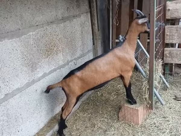 Goat, Alpine goat