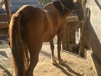 Égua, Cavalos — foto 2