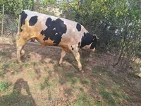 Bik, Russian Black pied cattle — fotografija 5