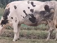 Krava, Russian Black pied cattle — fotografija 3