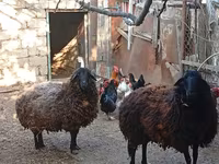 Ovca, Karabakh sheep — fotografija 5