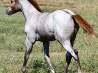 Kobila, Quarter Horse — fotografija 4