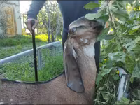 Cabra, Beetal goats — foto 2