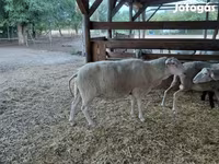 Ovca, Lacaune sheep — fotografija 7