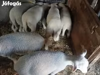 绵羊（批次，未指定性别）, Sheep — 照片 3