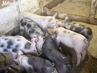 Säue, Schweine — Foto 2