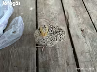 Quails — الصورة 1