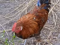Chickens — zdjęcie 2