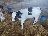 Vaca, Swiss cattle — foto 8