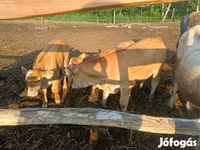 بقرة, Simmental cattle — الصورة 5