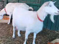 Koza, Pomellata goat — fotografija 1