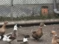 Ducks — फ़ोटो 1