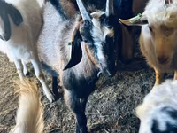 Bode, Nubian Goat — foto 6