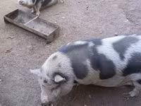 خنزيرة, الخنازير — الصورة 1