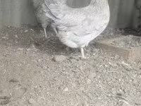 gallina danesa — foto 5