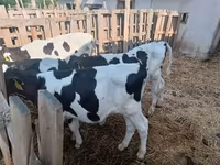 Buqa, Russian Black pied cattle — 2-rasm