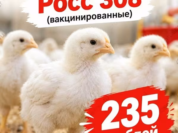 Ros 308