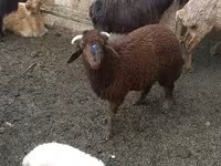 Ovce (partija, pol nije naveden), Red Karaman sheep — fotografija 1