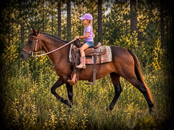 Kobila, Quarter Horse