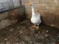 Geese — fotografija 2