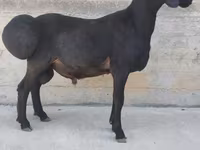 Bélier, Hissar sheep — photo 1