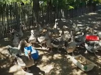 Geese — foto 1